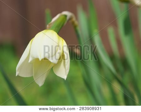 White And Yellow Narcissus Daffodil Flower Outdoors In Spring. Close-up