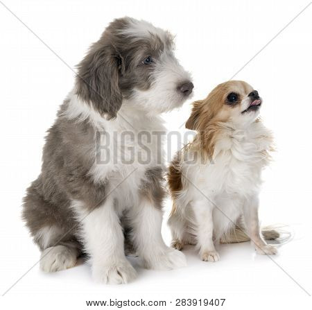 Puppy Bearded Collie And Chihuahua In Front Of White Background