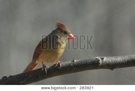Cardenal