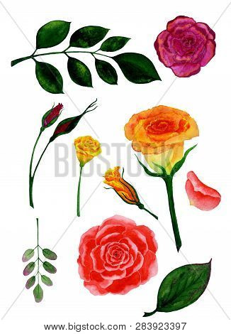 A Set Of Individual Items. Roses And Rose Leaves.