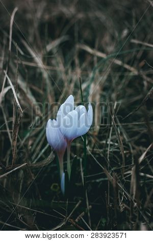 Two flowers of a crocus of lilac color blossomed among gray grass in a field