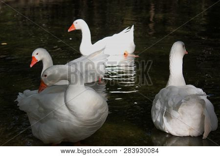 Ducks And Geese At The Agios Nikolaos Park Naousa Greece