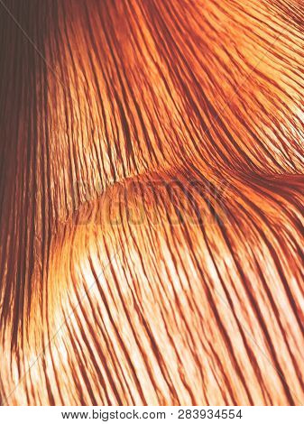 The Structure Of Piece Of Wood. Shot From Close View.
