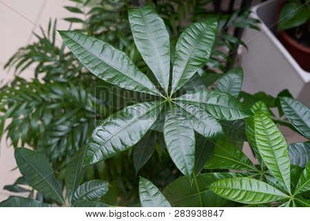 Beautiful And Big Green Leaf Of The Pachira Home Plant