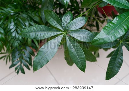 Beautiful And Big Green Leaf Of The Pachira Home Plant