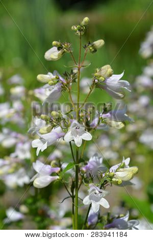 Foxglove Beardtongue Husker Red - Latin Name - Penstemon Digitalis Husker Red