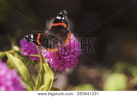 Red Black Butterfly On A Pink Flower, Closeup