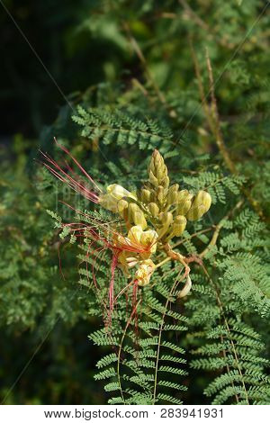 Bird Of Paradise Yellow Flower Buds - Latin Name - Caesalpinia Gilliesi (erythrostemon Gilliesii)