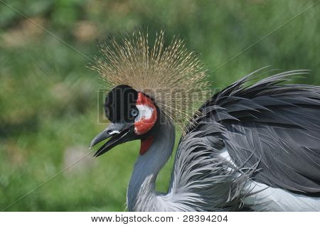 Balearica regulorum