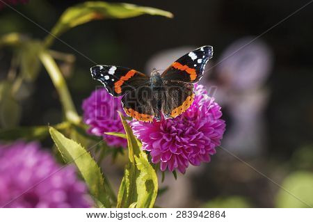 Red Black Butterfly On A Pink Flower, Closeup
