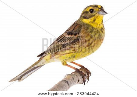 Yellowhammer (emberiza Citrinella)