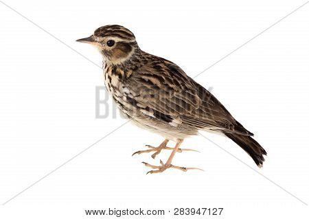 Wood Lark