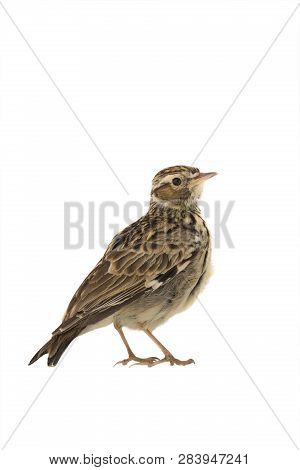 Wood Lark (lullula Arborea) Isolated
