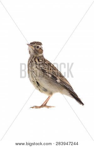 Wood Lark (lullula Arborea) Isolated