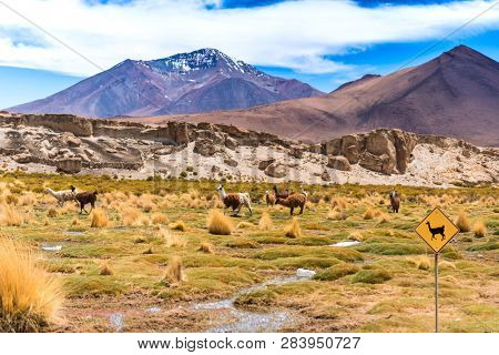 Sign of lamas area in Bolivian mountanious landscape
