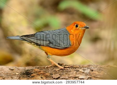 Beautiful Male Orange-headed Thrush (zoothera Citrina) In Thailand