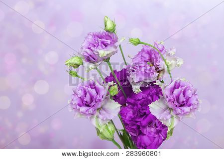 A Bunch Of Fresh Gently Purple Flowers On A Blurry Background With A Bokeh. Flowers Of The Eustoma. 