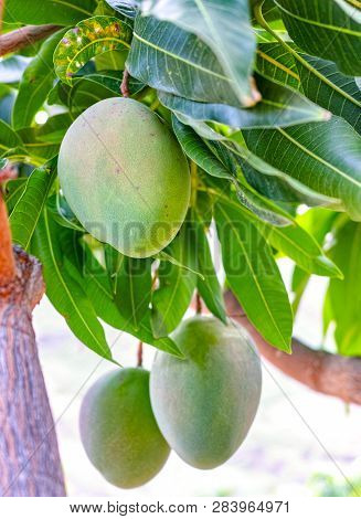 Tropical Mango Tree With Big Unripe Mango Fruits Growing In Orchard On Gran Canaria Island, Spain. C