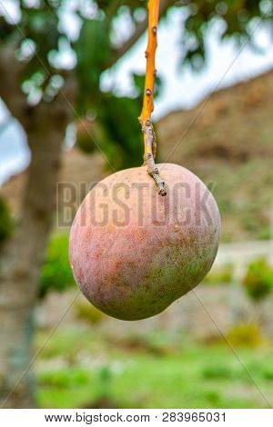 Tropical Mango Tree With One Big Ripe Mango Fruits Growing In Orchard On Gran Canaria Island, Spain.