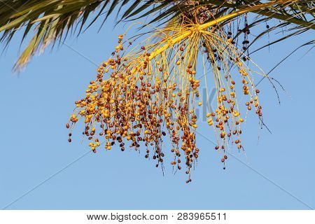 Bunch Of Barhi Dates Fruits Growing On Palm Tree Close Up