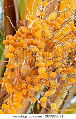 Bunch Of Barhi Dates Fruits Growing On Palm Tree Close Up