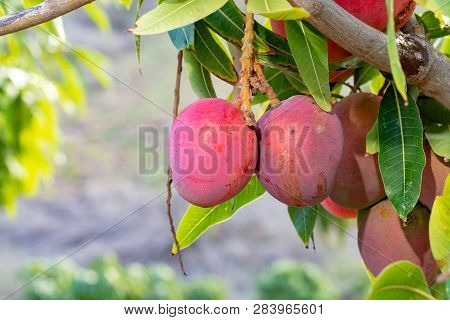 Tropical Mango Tree With Big Ripe Mango Fruits Growing In Orchard On Gran Canaria Island, Spain. Cul