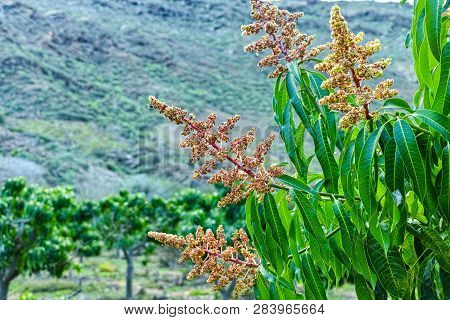 Seasonal Blossom Of Tropical Mango Tree Growing In Orchard On Gran Canaria Island, Spain, Cultivatio