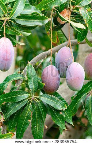 Tropical Mango Tree With Big Ripe Mango Fruits Growing In Orchard On Gran Canaria Island, Spain. Cul