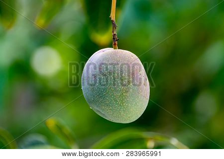Tropical Mango Tree With Big Ripe Mango Fruits Growing In Orchard On Gran Canaria Island, Spain. Cul
