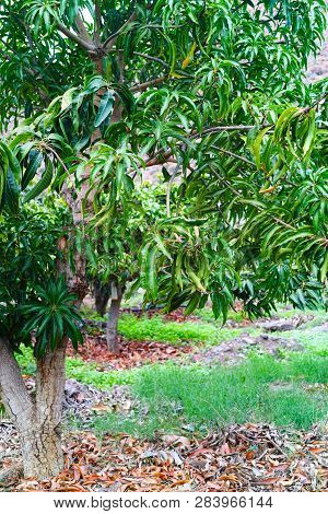 Tropical Mango Tree Growing In Orchard On Gran Canaria Island, Spain. Cultivation Of Mango Fruits On