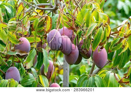 Tropical Mango Tree With Big Ripe Mango Fruits Growing In Orchard On Gran Canaria Island, Spain. Cul