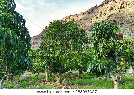 Tropical Mango Tree Growing In Orchard On Gran Canaria Island, Spain. Cultivation Of Mango Fruits On