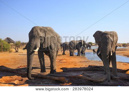 Two African Elephants Standing Relaxed With A Small Herd In The Background, With A Vibrant Clear Blu