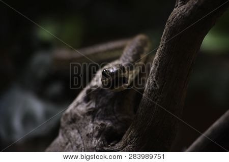 Ready To Bite Boomslang Tree Snake (dispholidus Typus), Pretoria, South Africa