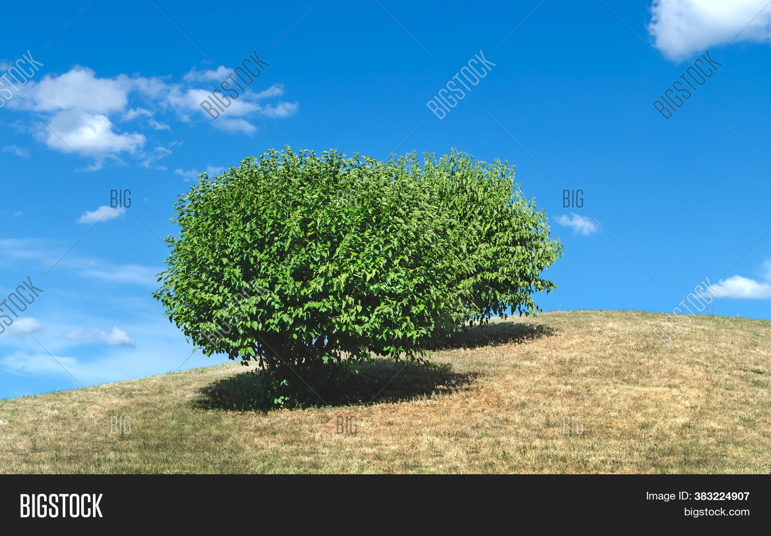 Green Tree Stunted Image & Photo (Free Trial) | Bigstock