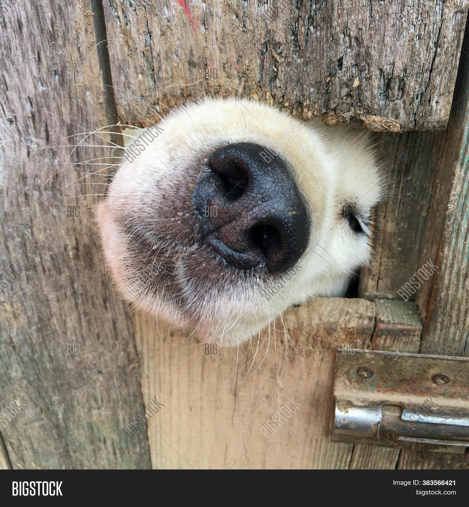 White Dogs Nose Sticks Image & Photo (Free Trial) Bigstock