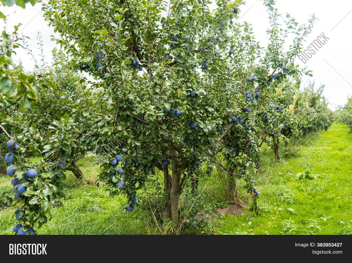 Plum Prunus Domestica Image & Photo (Free Trial) | Bigstock