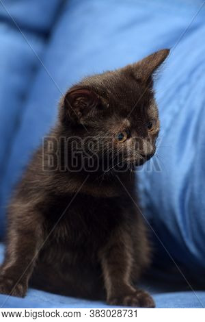 Black Kitten On A Blue Background