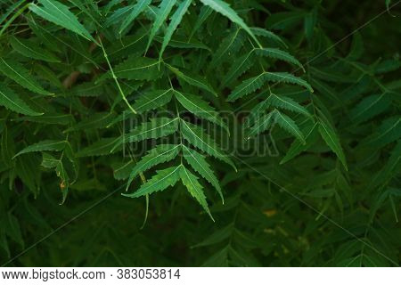 Azadirachta Indica, Commonly Known As Neem, Nimtree Or Indian Lilac