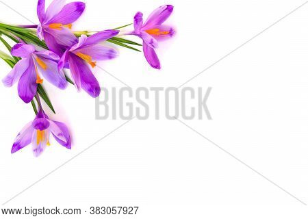Bouquet Of Violet Crocuses (crocus Vernus) On A White Background With Space For Text. Top View, Flat