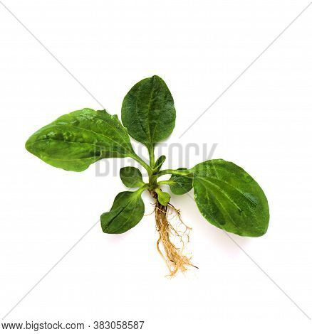 Plantago Major (broadleaf Plantain, Greater Plantain) On White Background. Medicinal Herb.