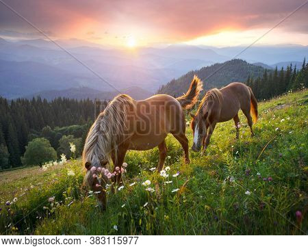 Horses In The Carpathians