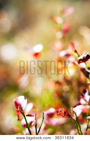 abstract Nature