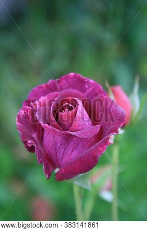 Purple Rose 