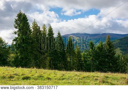 Spruce Trees On The Meadow In Mountains. Dry And Sunny September Weather With Clouds On Thesky. Borz