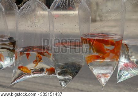 Betta Fish, Ikan Cupang Sale At The Traditional Market