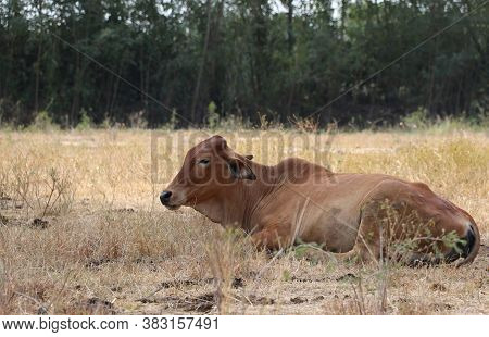 A Brown Color Of Cow Laying Down In The Grassland.