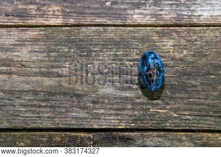 Rotten Plum Fruit On Aged Weathered Pine Wood Boards, Space For Text.