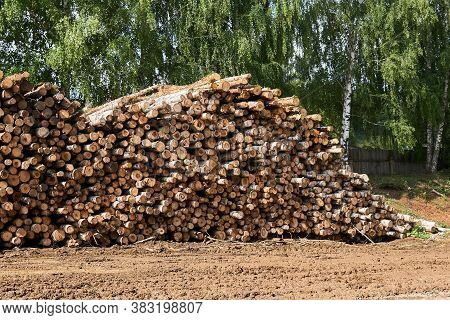 Pile Of Unbarked Birch Logs In The Yard Of The Sawmill Against The Background Of Live Birches