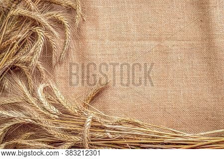 Grain Field. Whole, Barley, Harvest Wheat Sprouts. Wheat Grain Ear Or Rye Spike Plant On Linen Textu